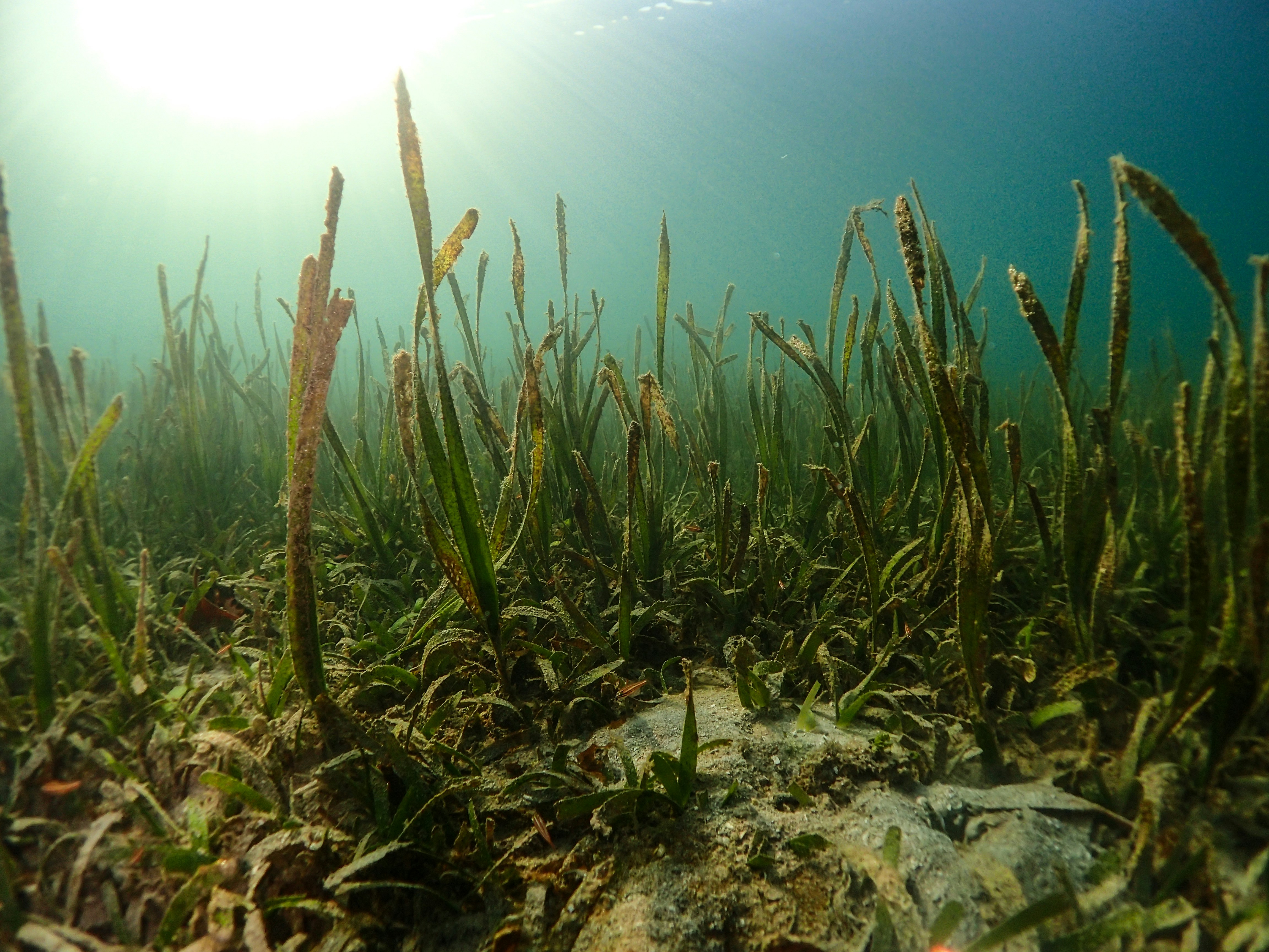 river plants