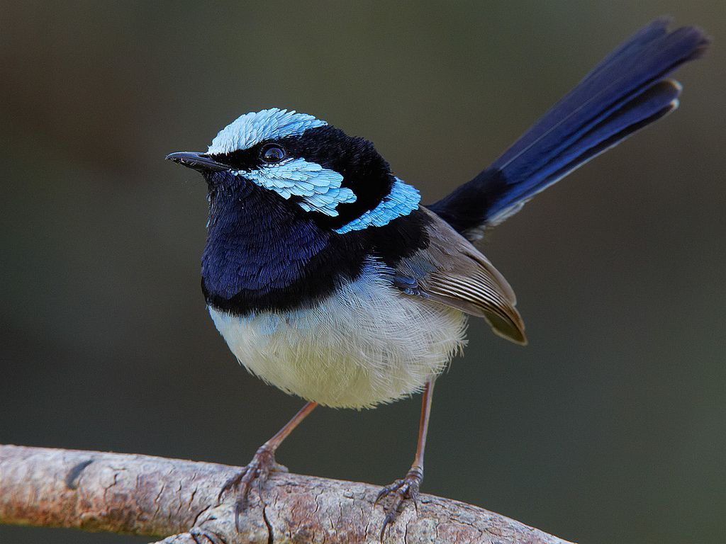 fairy-wren